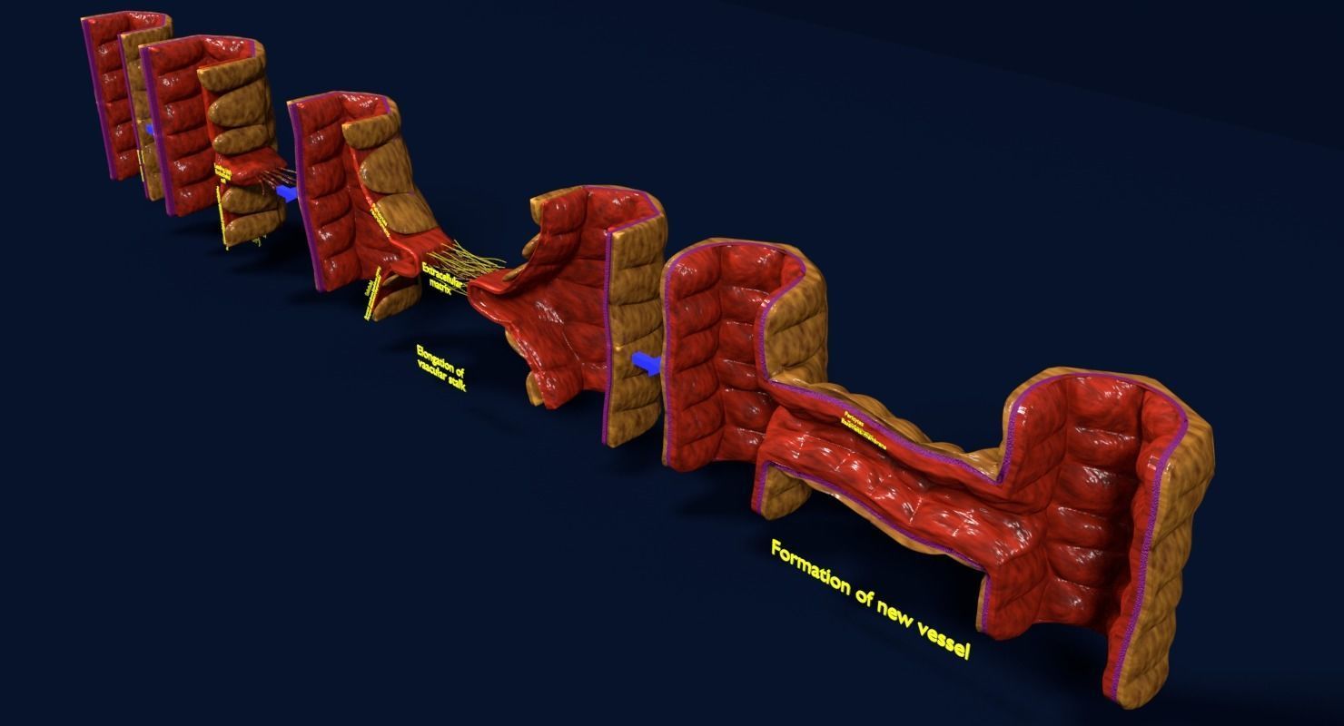 Angiogenesis human  3D model_4