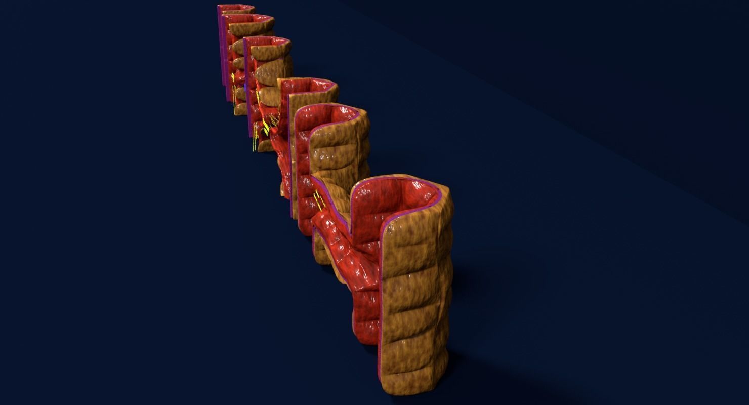 Angiogenesis human  3D model_11