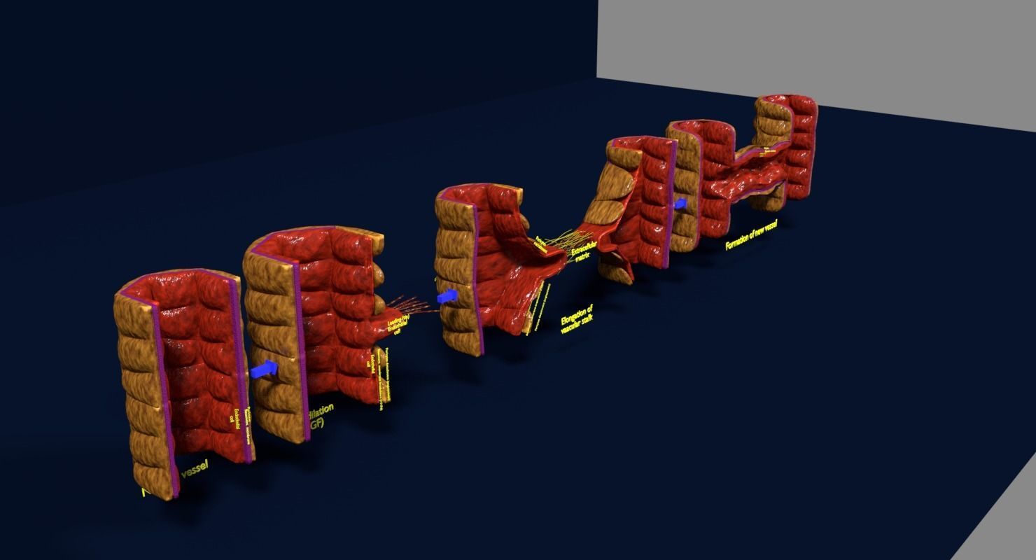 Angiogenesis human  3D model_2