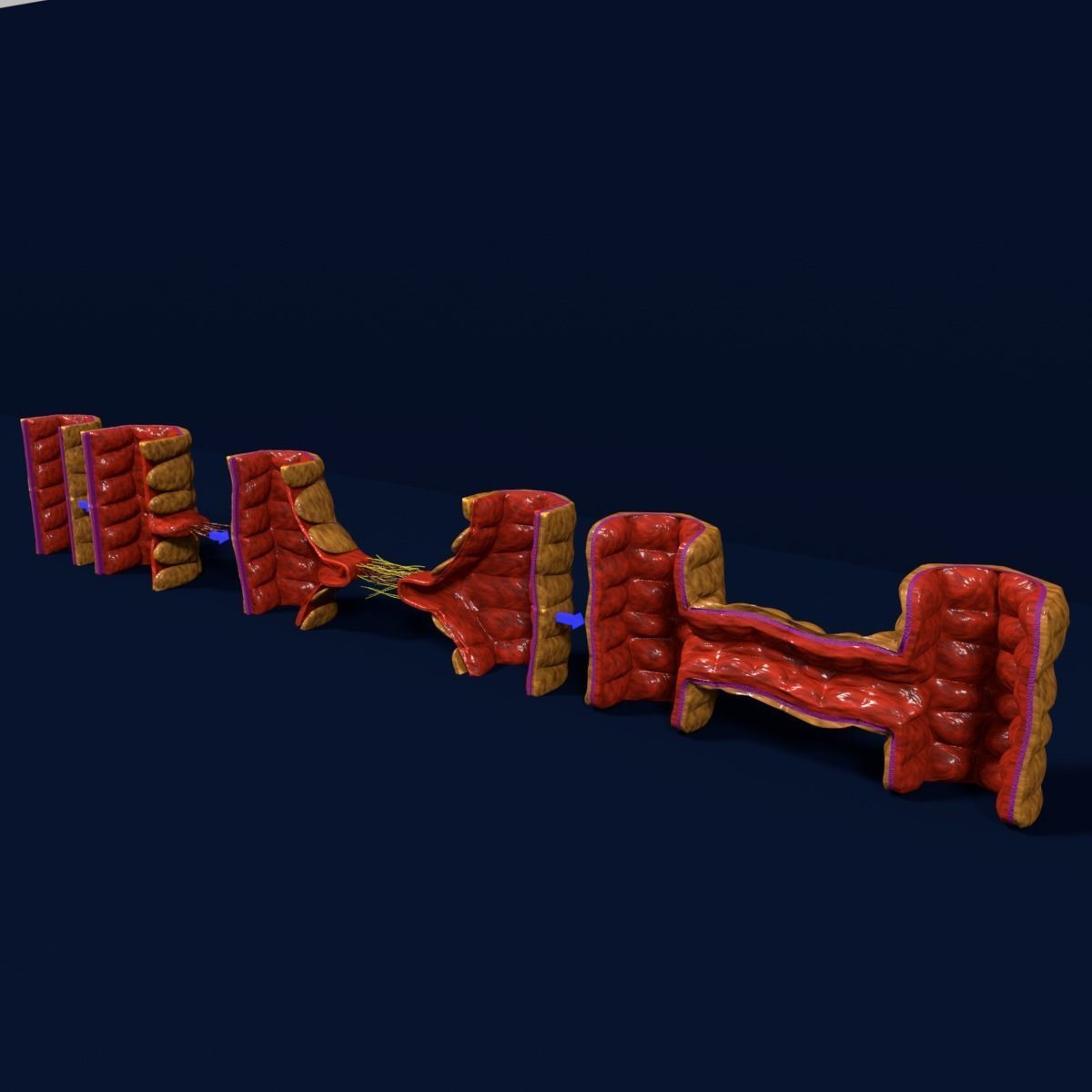 Angiogenesis human  3D model_9