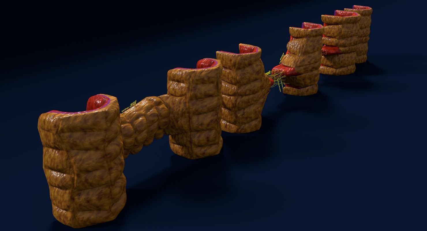 Angiogenesis human  3D model_12