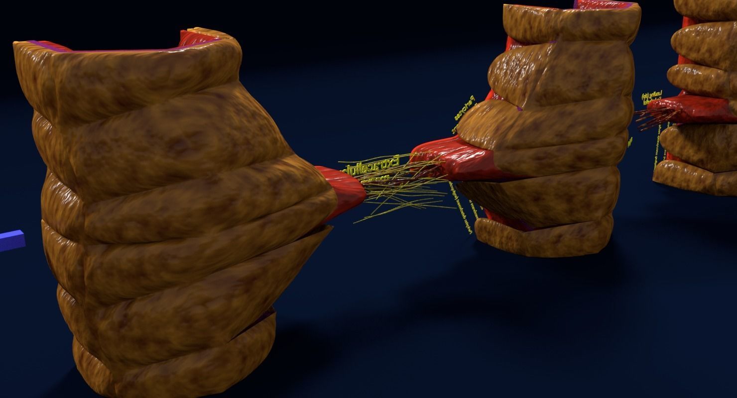 Angiogenesis human  3D model_13
