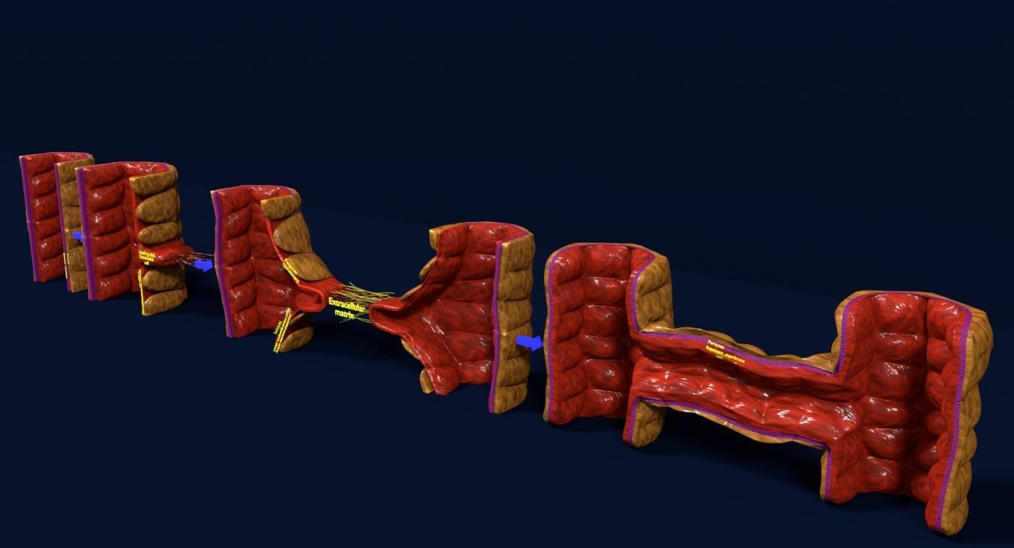 Angiogenesis human  3D model_10