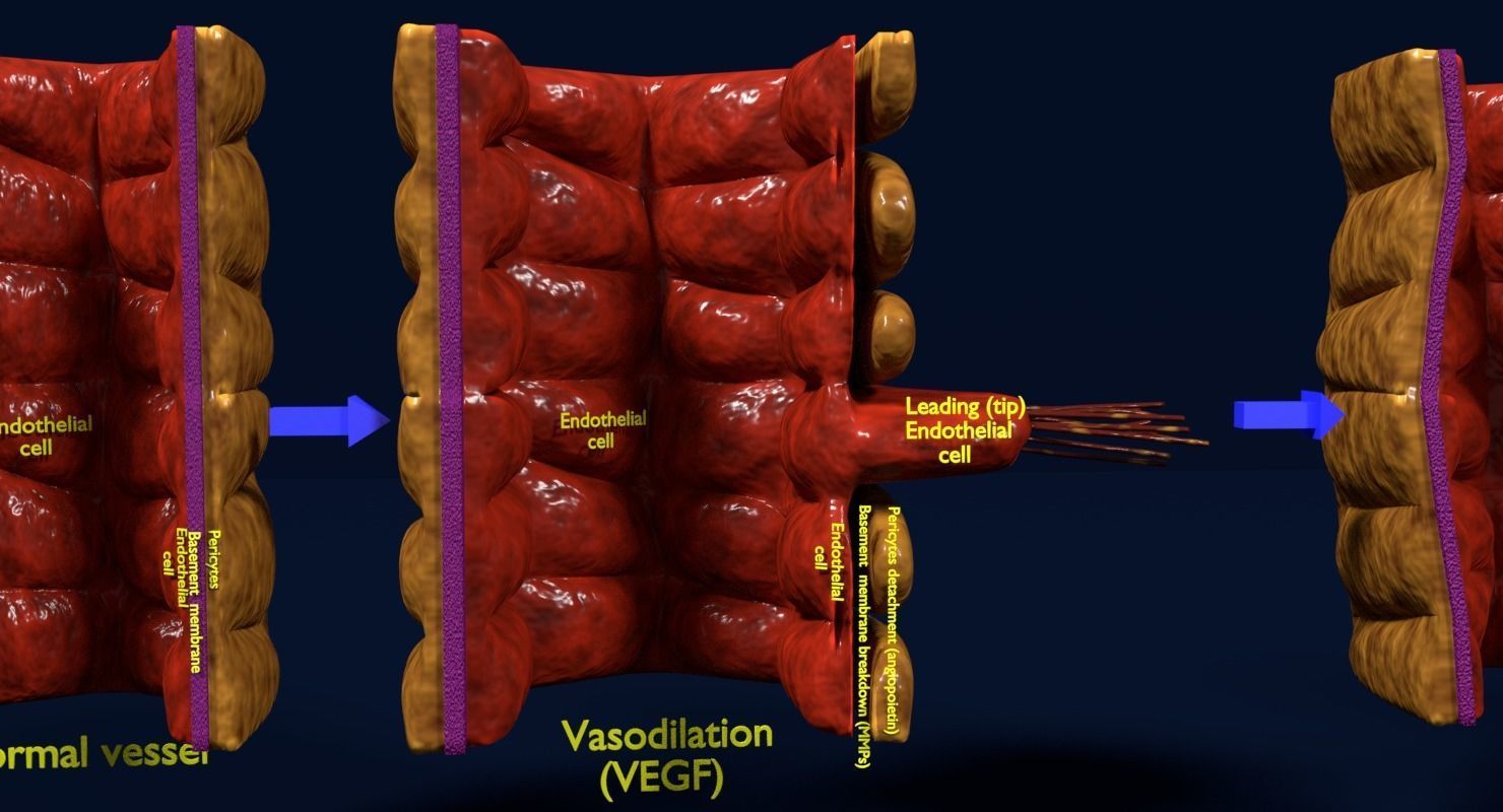 Angiogenesis human  3D model_16