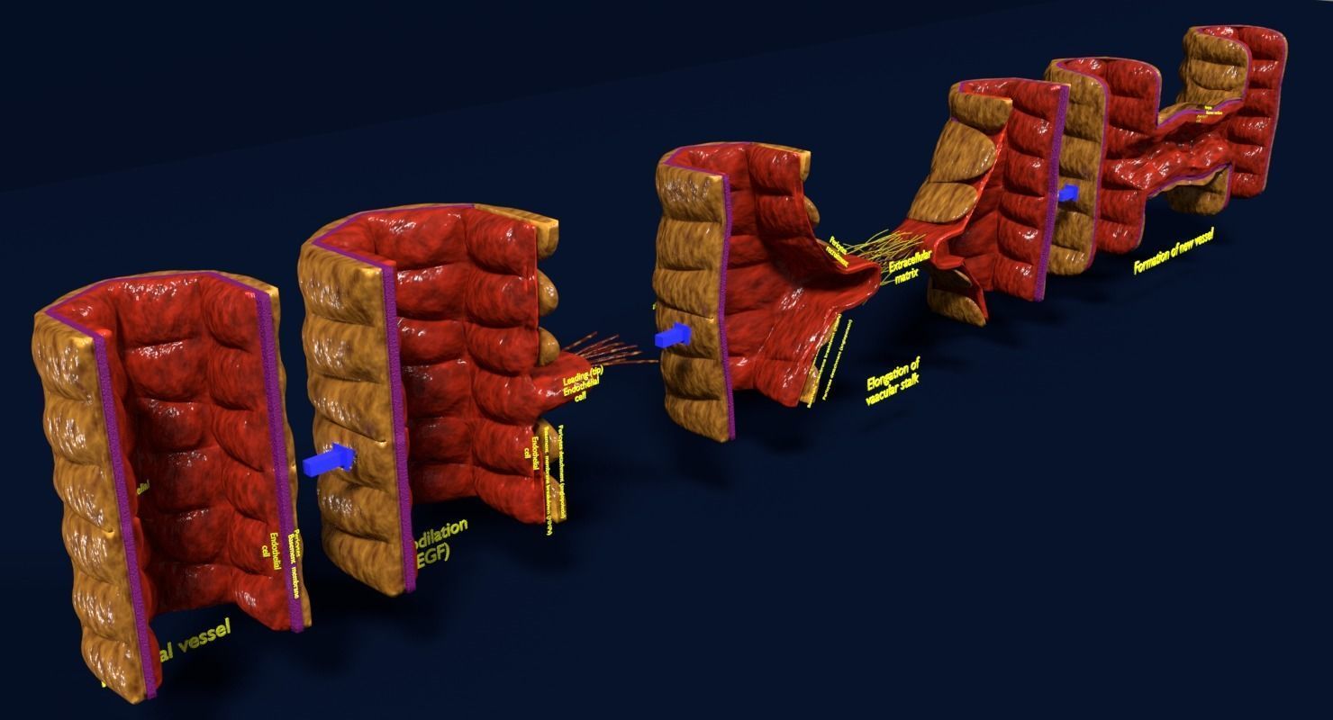 Angiogenesis human  3D model_3
