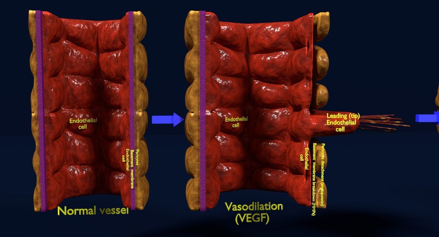 Angiogenesis human  3D model_14