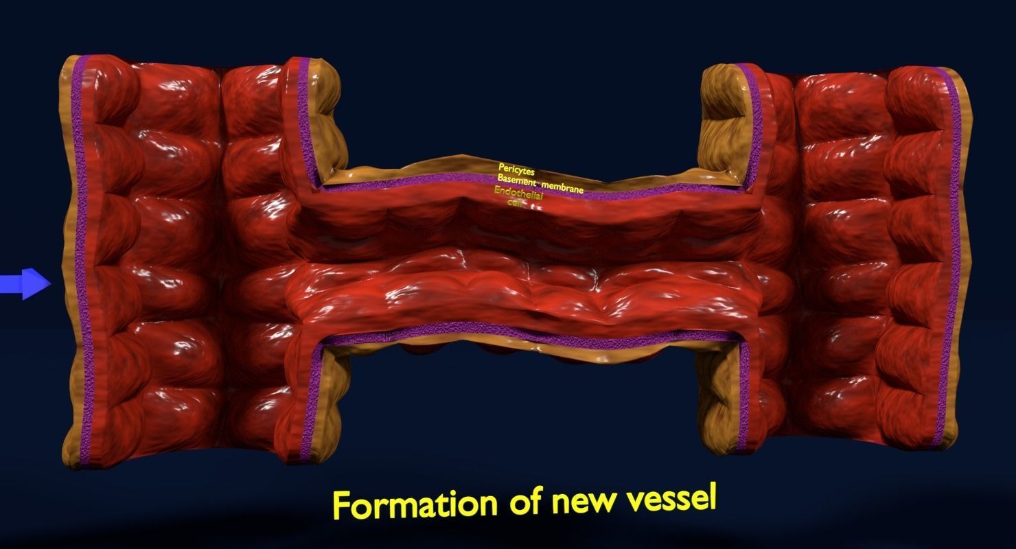 Angiogenesis human  3D model_6