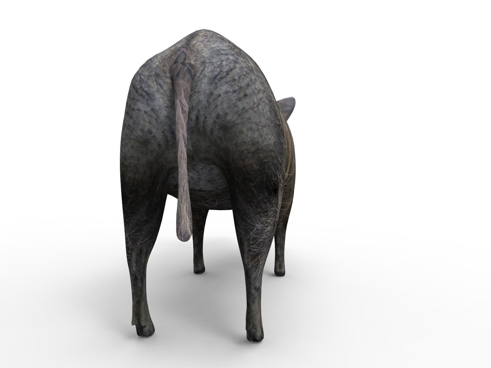Wild Boar 3D Models game ready low poly model Low-poly 3D model_5