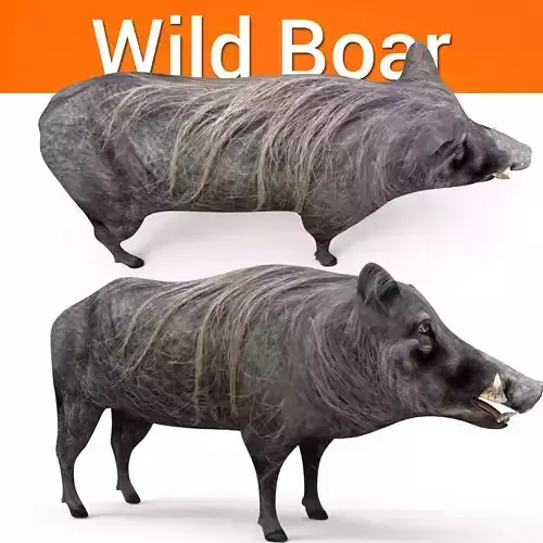 Wild Boar 3D Models game ready low poly model