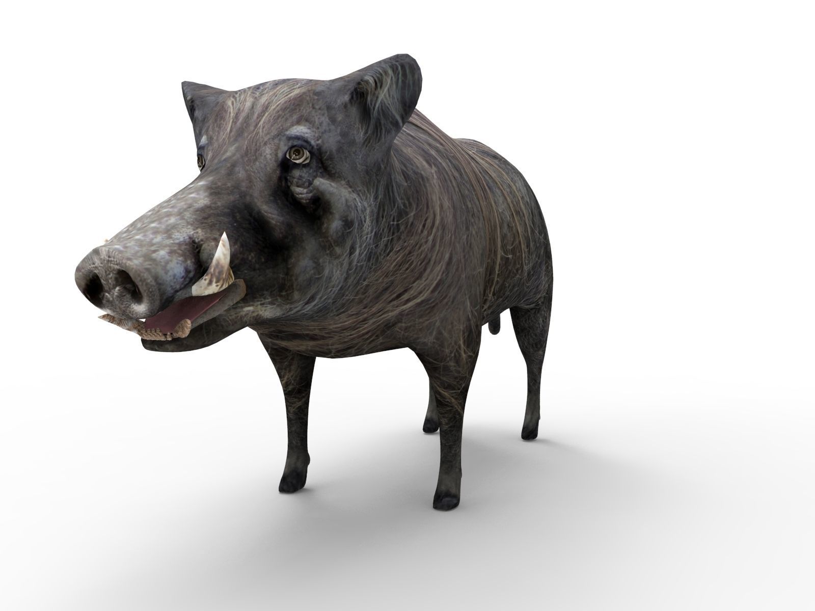 Wild Boar 3D Models game ready low poly model Low-poly 3D model_2