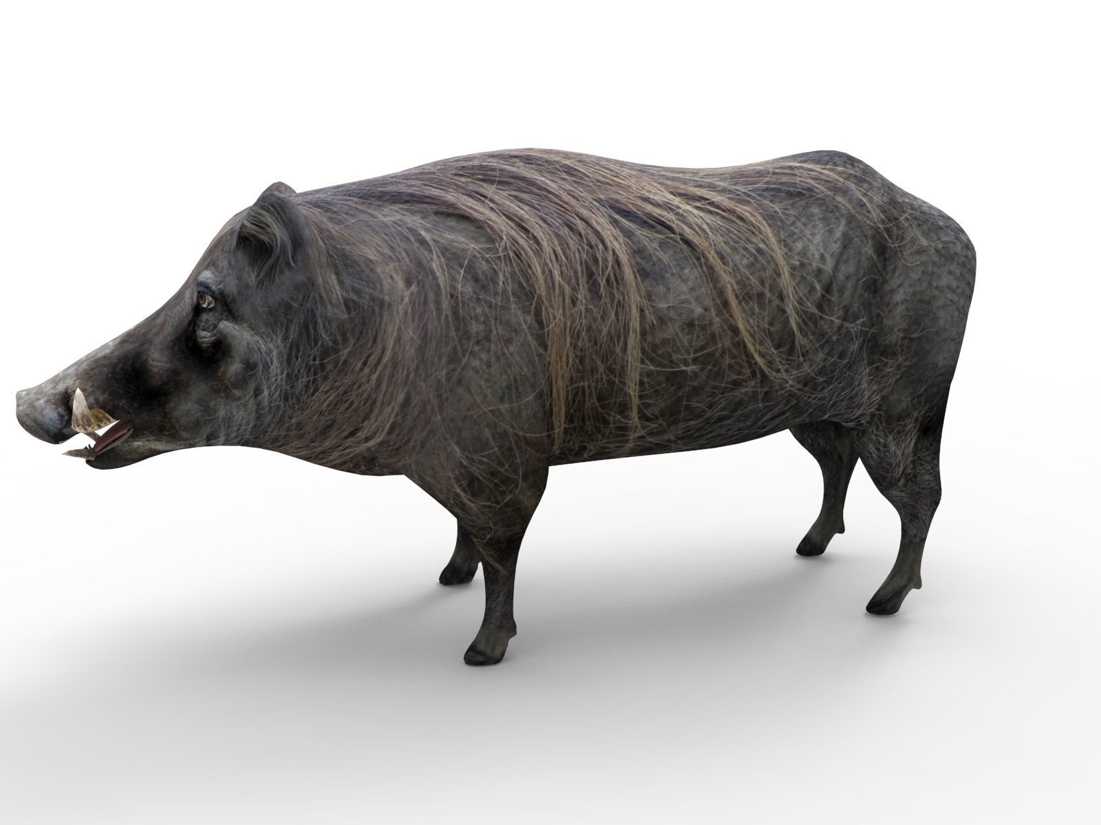 Wild Boar 3D Models game ready low poly model Low-poly 3D model_3