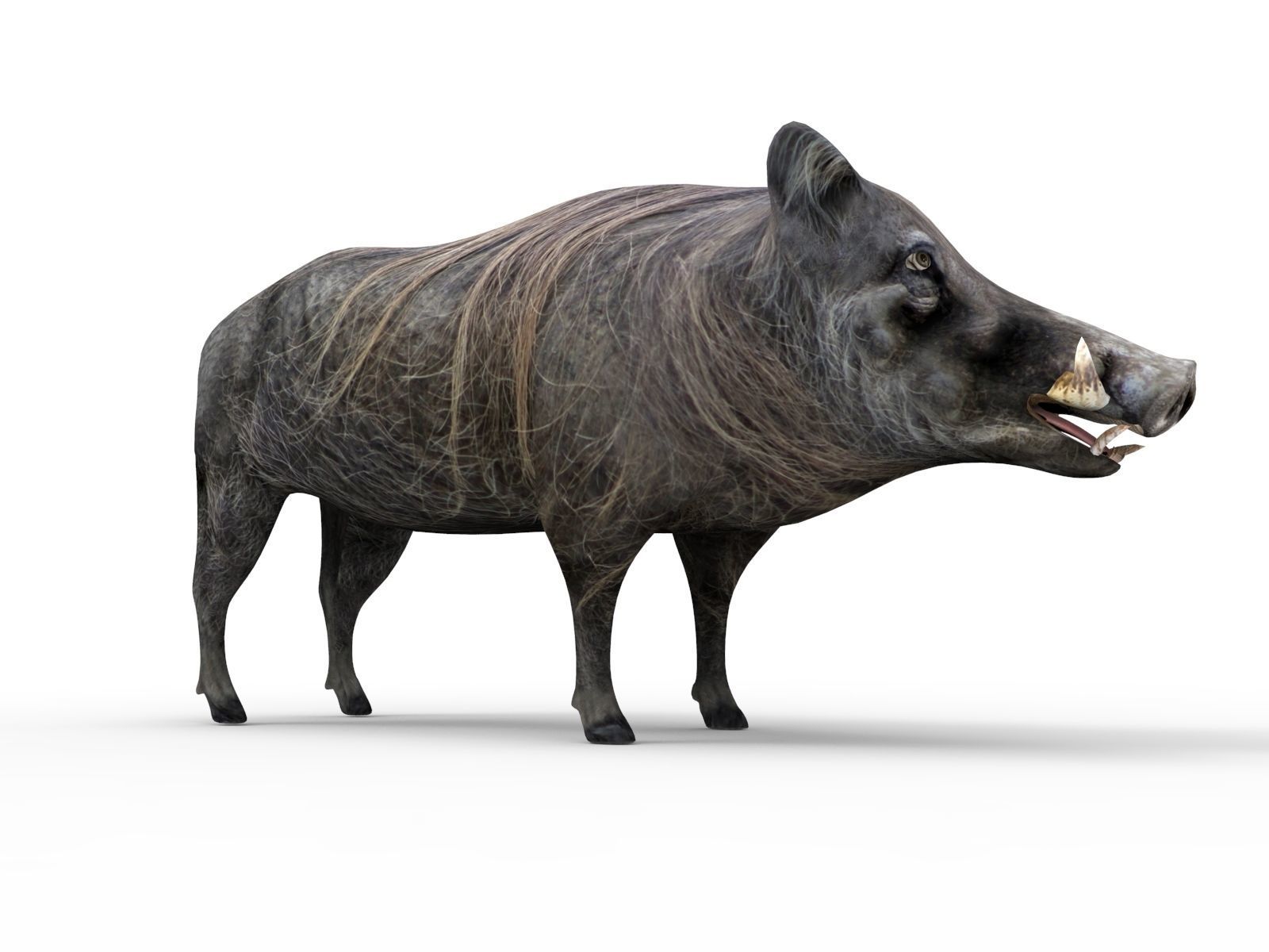 Wild Boar 3D Models game ready low poly model Low-poly 3D model_10