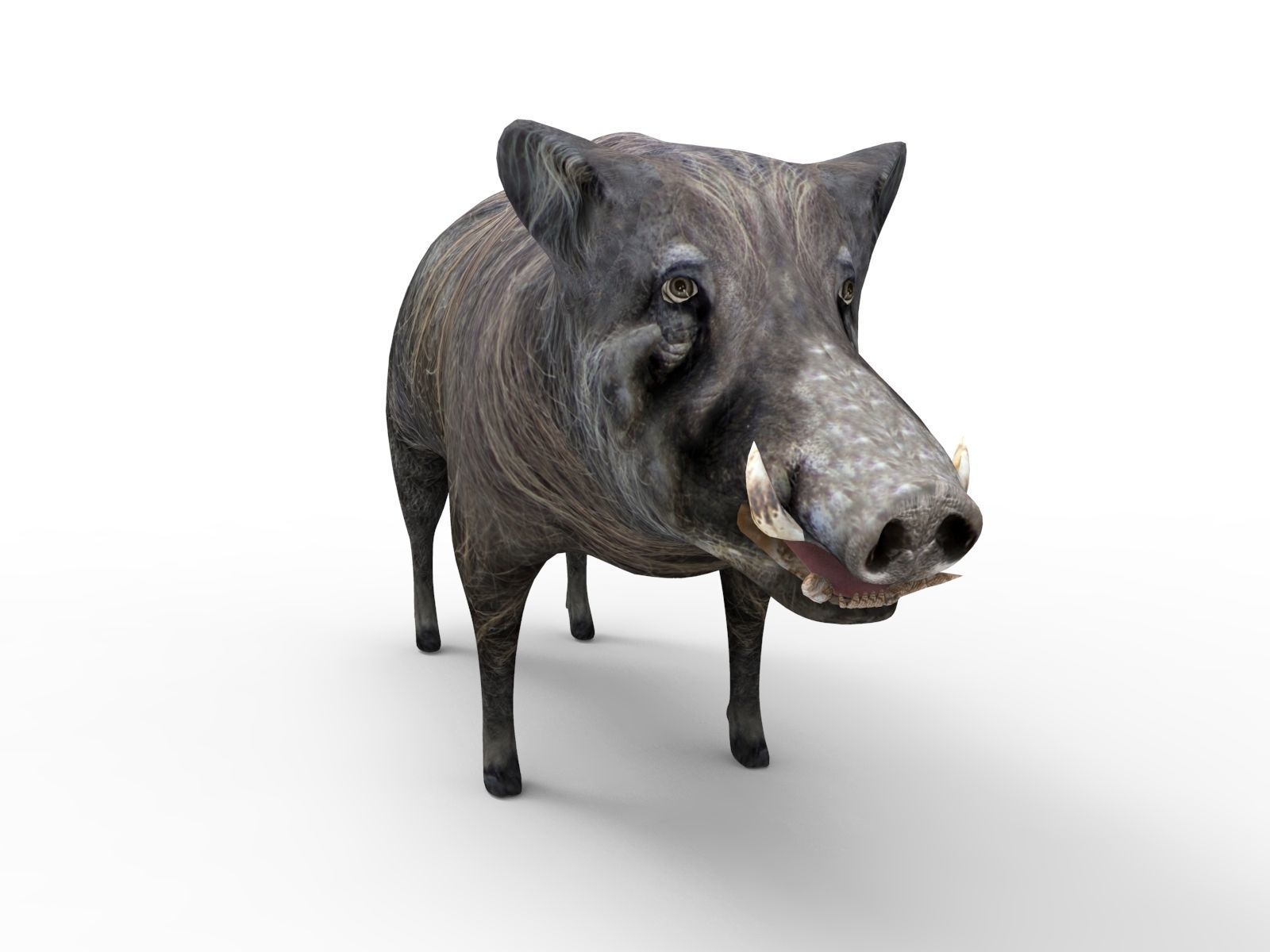 Wild Boar 3D Models game ready low poly model Low-poly 3D model_1