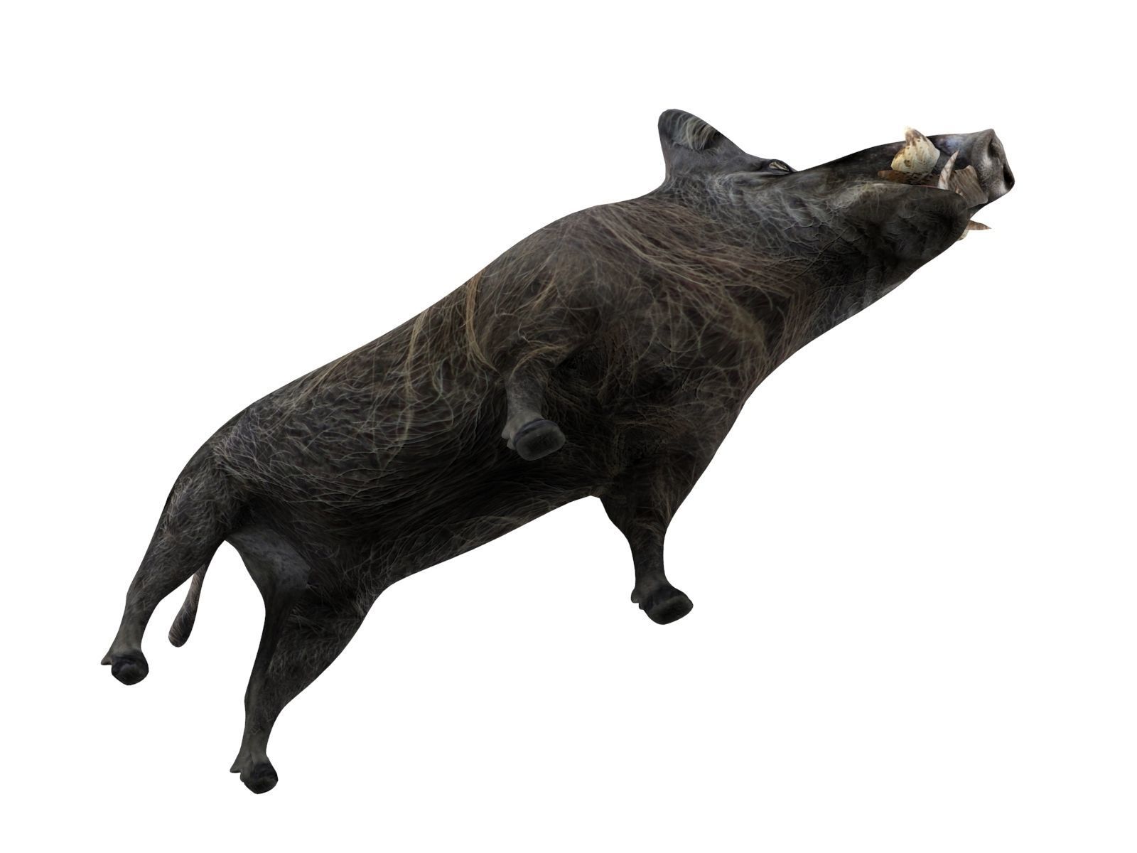 Wild Boar 3D Models game ready low poly model Low-poly 3D model_11