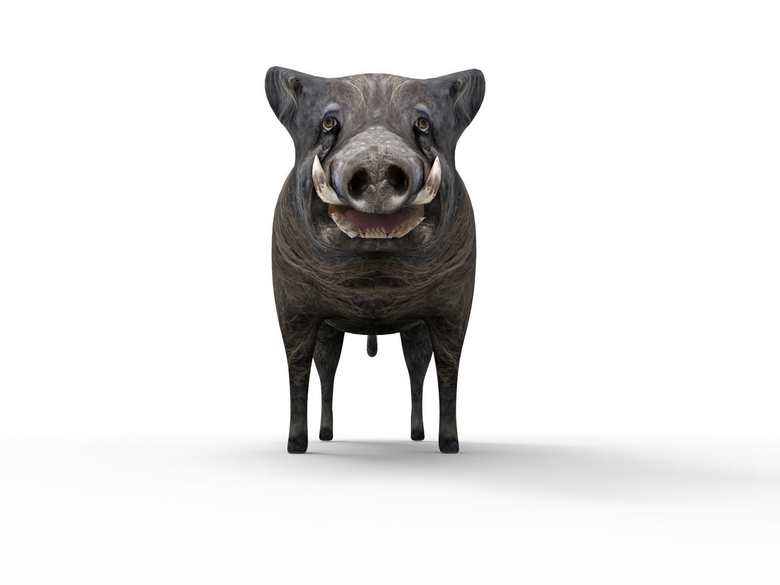 Wild Boar 3D Models game ready low poly model Low-poly 3D model_9