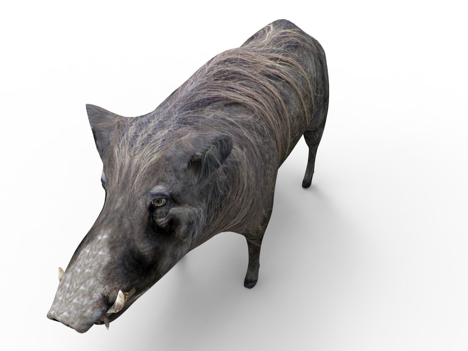 Wild Boar 3D Models game ready low poly model Low-poly 3D model_4