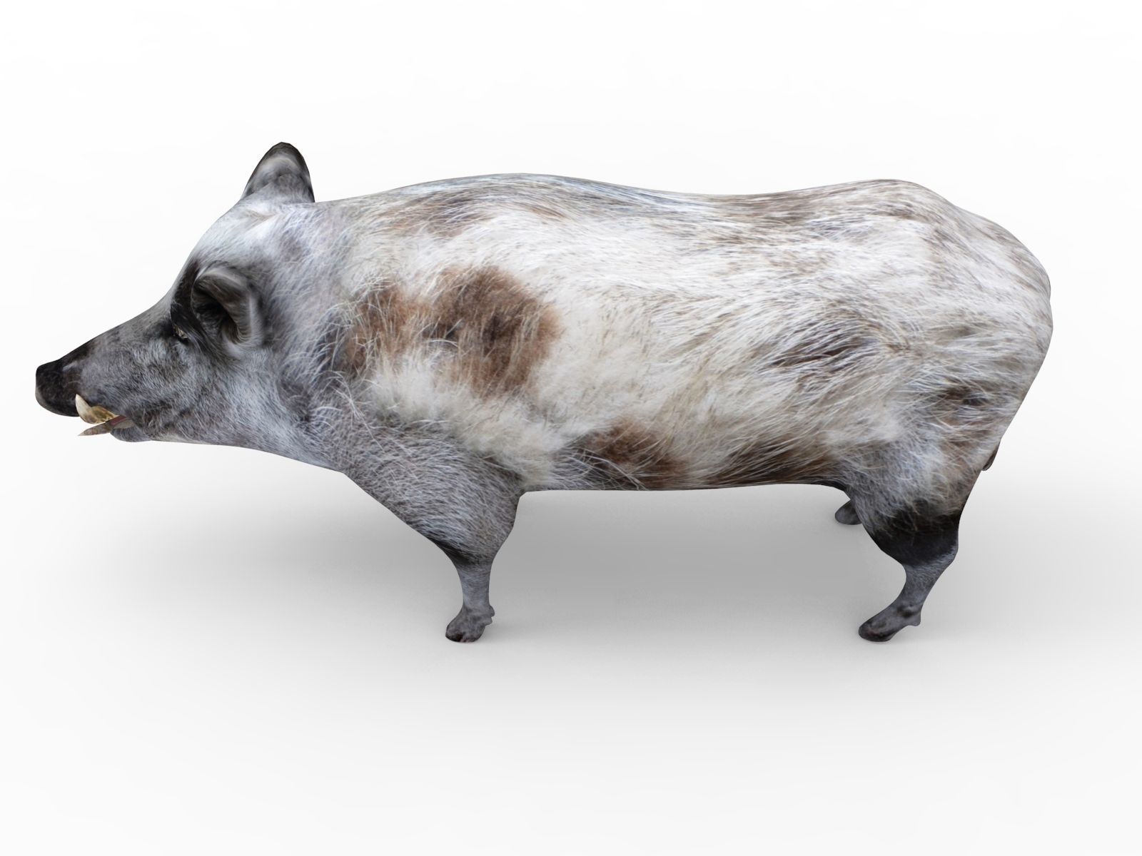 3d White Boar Model Low-poly 3D model_10