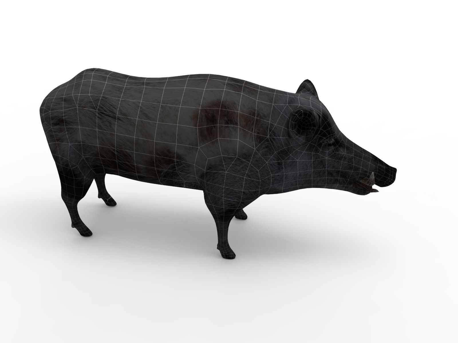 3d White Boar Model Low-poly 3D model_15