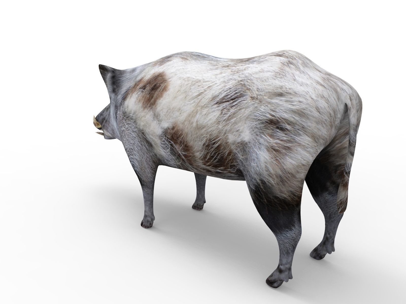 3d White Boar Model Low-poly 3D model_11