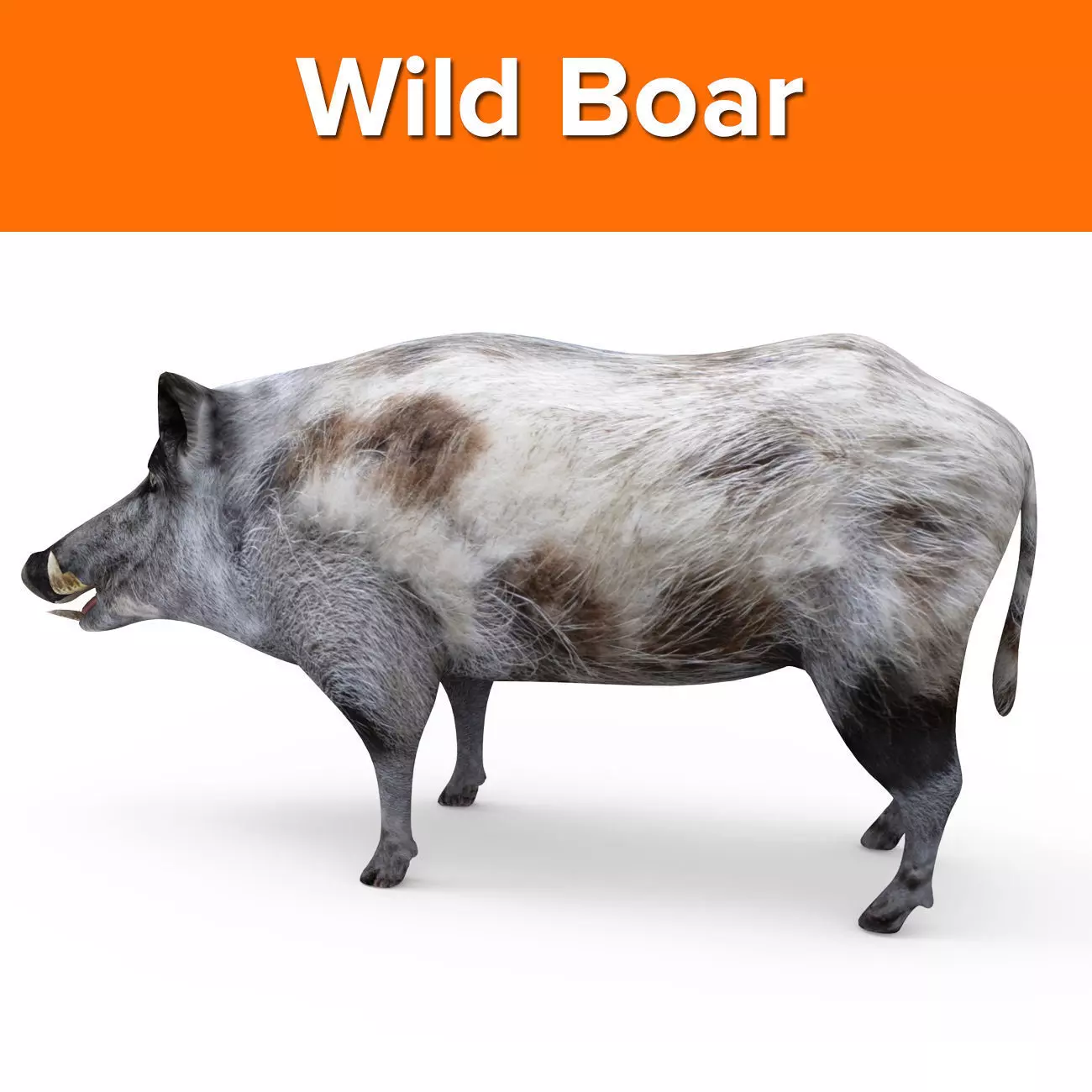 3d White Boar Model Low-poly 3D model_0