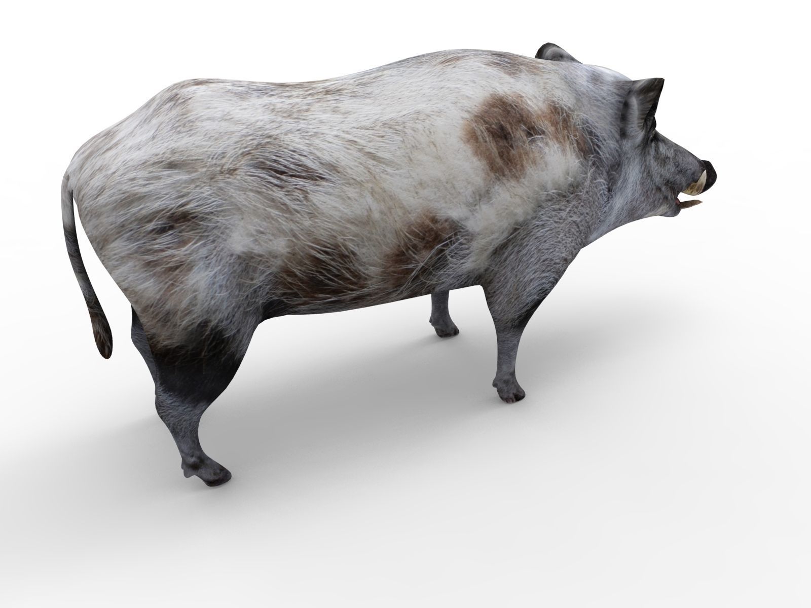 3d White Boar Model Low-poly 3D model_4