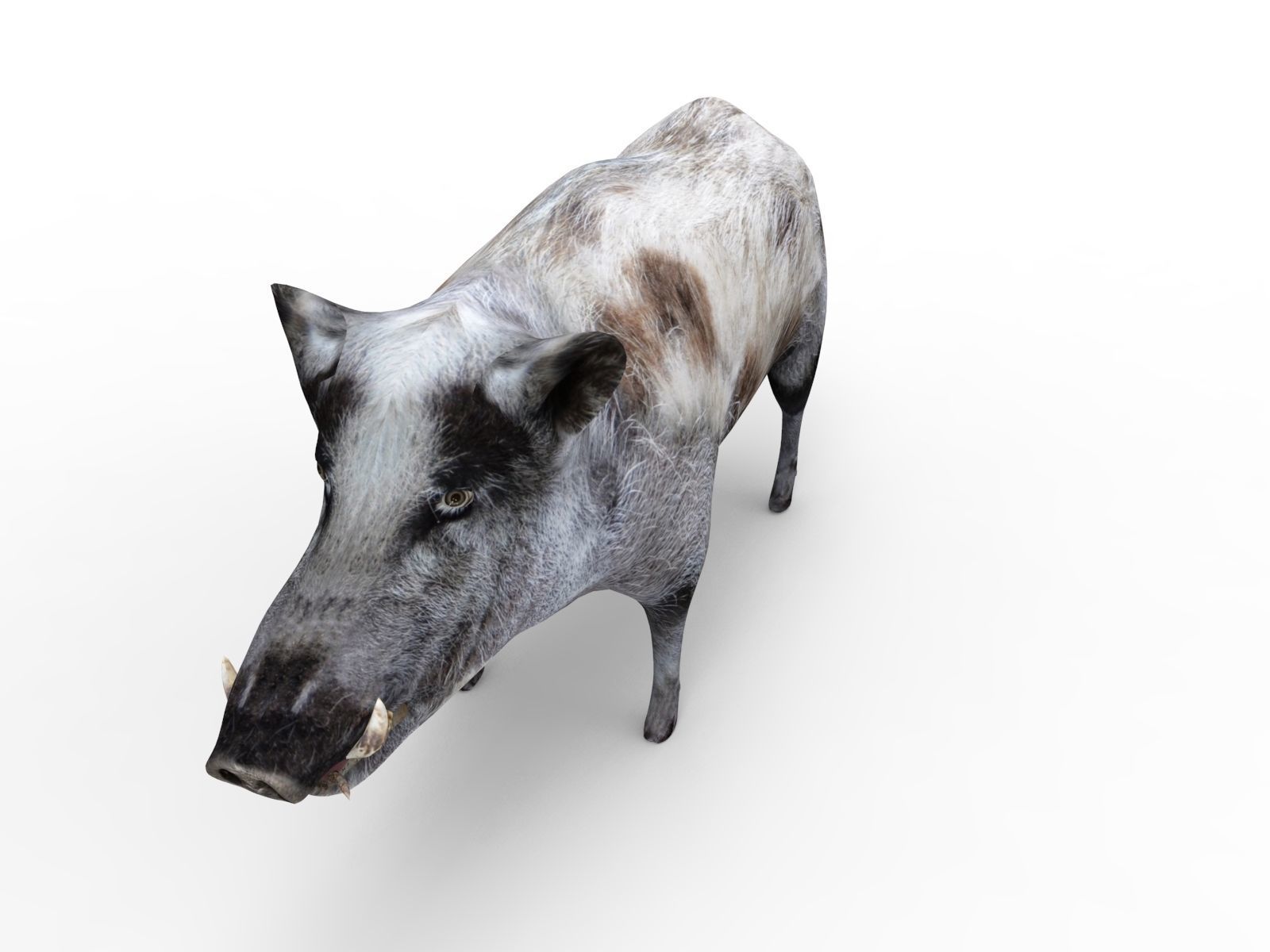 3d White Boar Model Low-poly 3D model_8