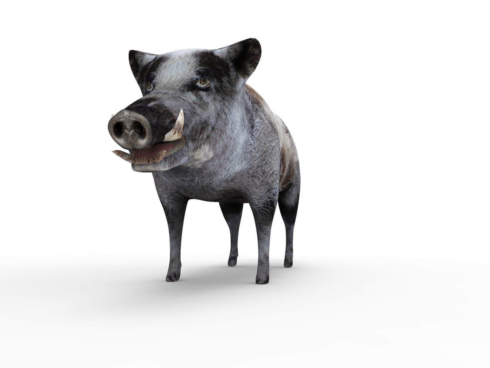 3d White Boar Model Low-poly 3D model_7