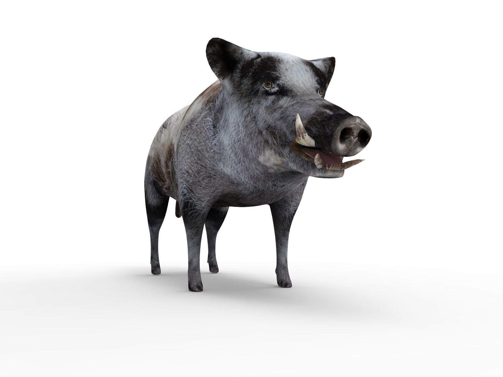 3d White Boar Model Low-poly 3D model_6