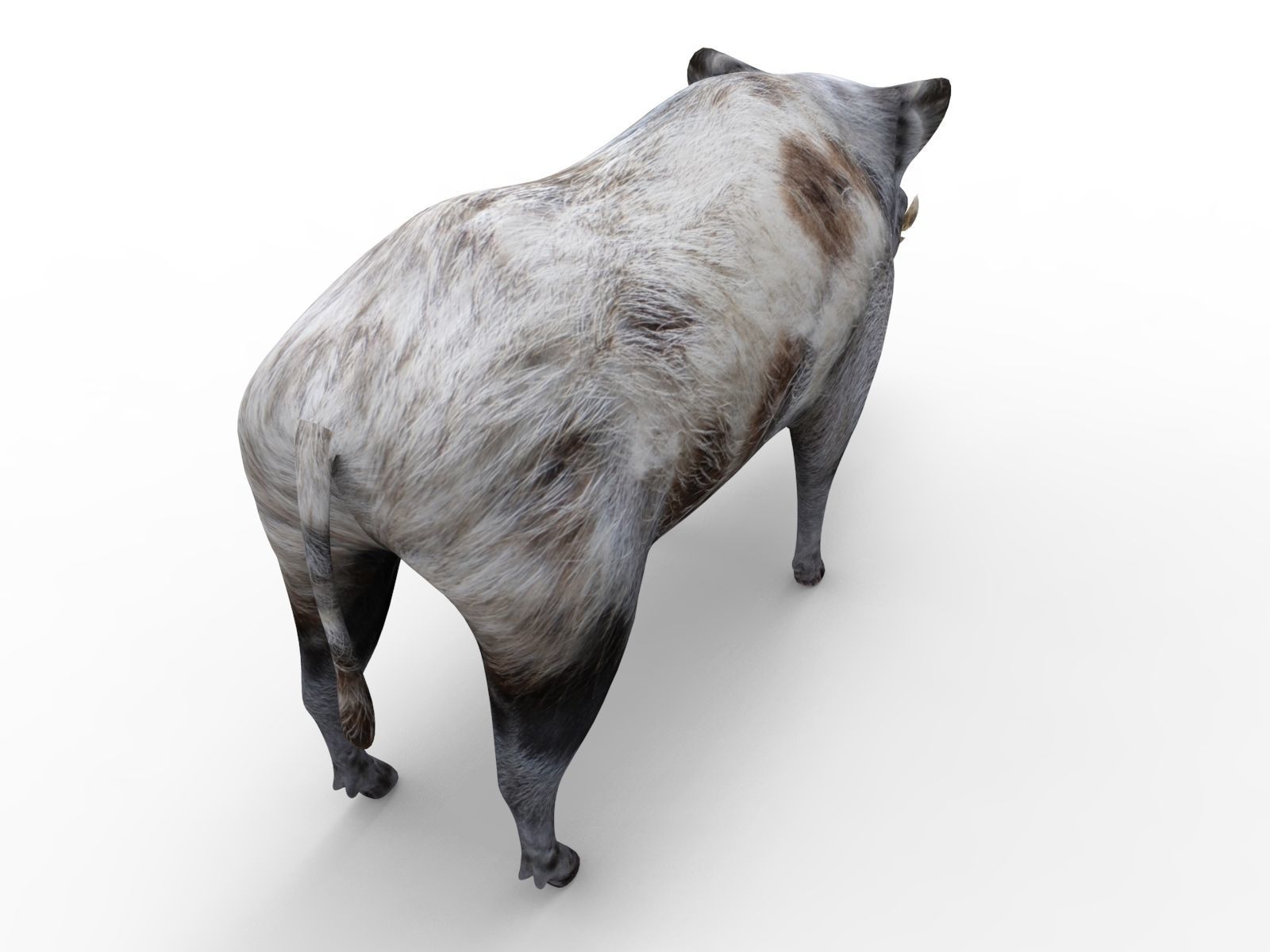 3d White Boar Model Low-poly 3D model_3