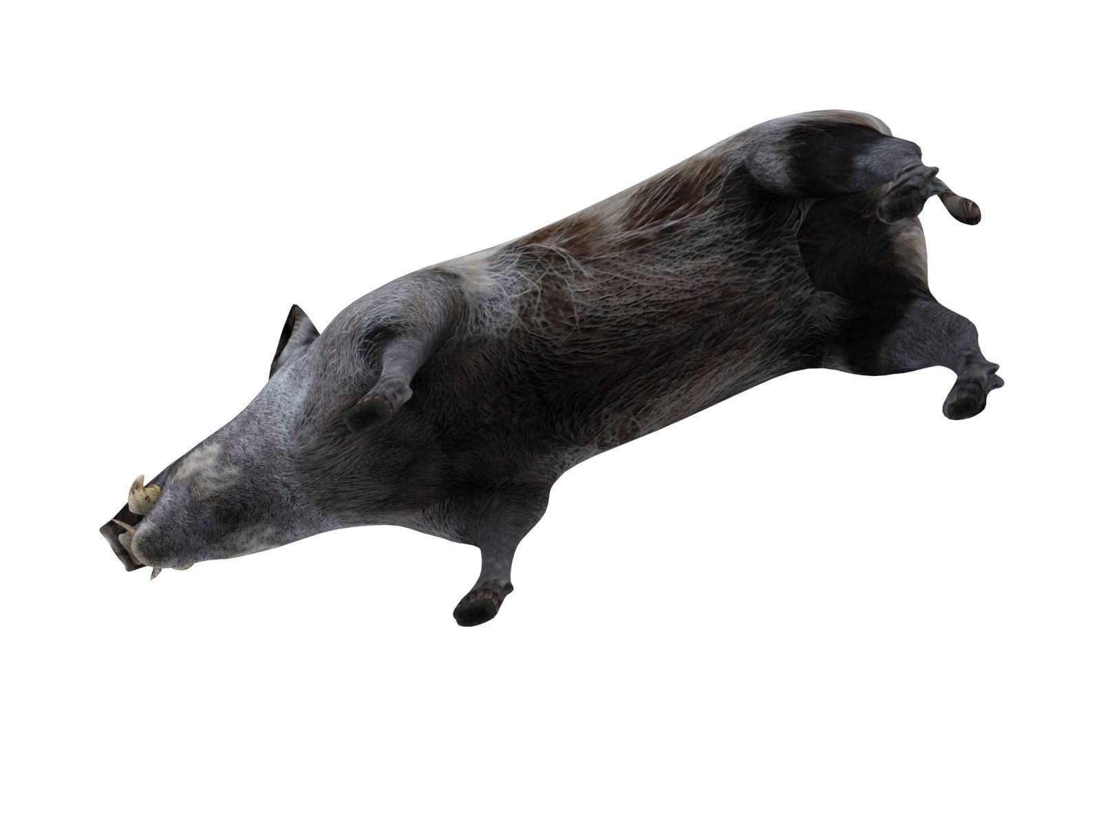 3d White Boar Model Low-poly 3D model_12