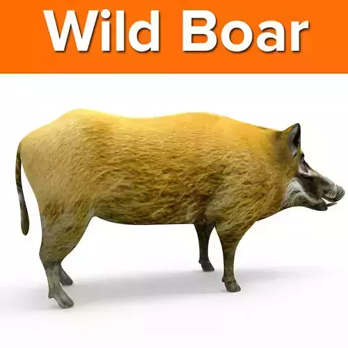 Wild Boar 3d Model