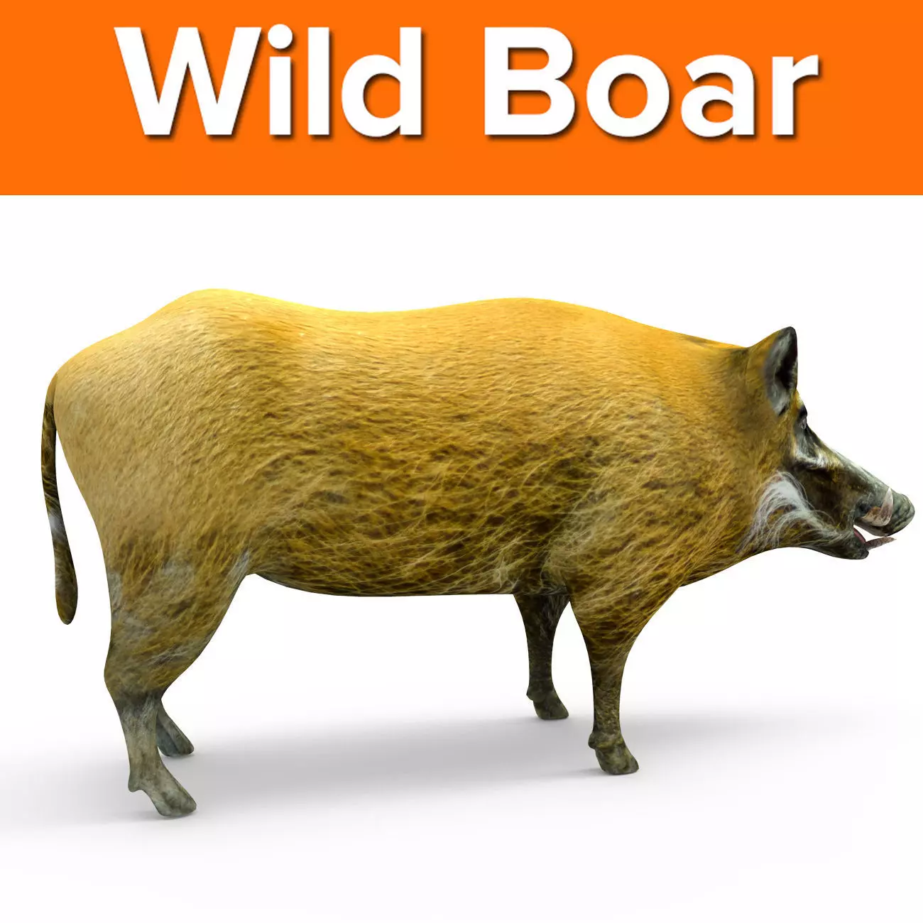 Wild Boar 3d Model Low-poly 3D model_0