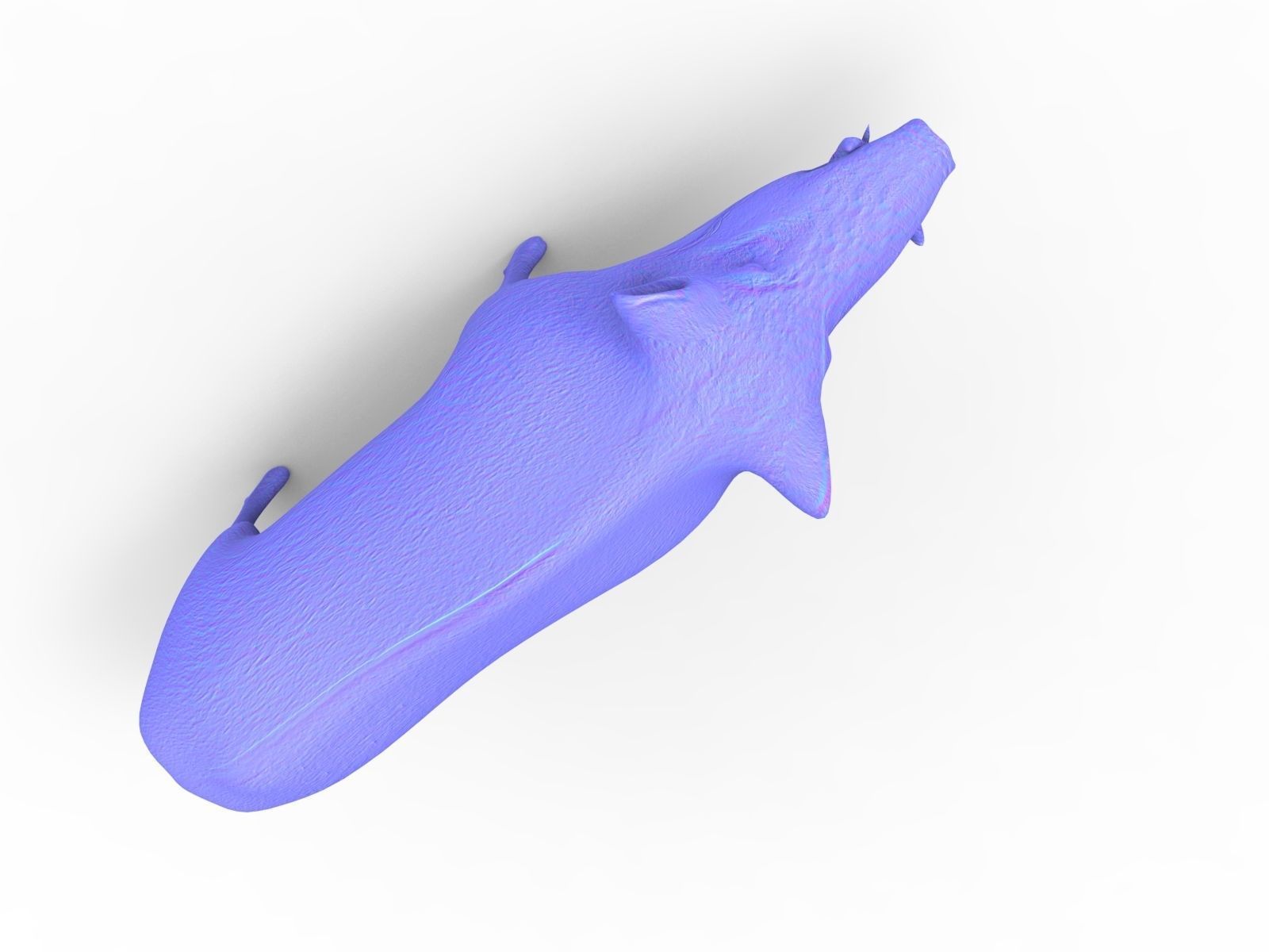 Wild Boar 3d Model Low-poly 3D model_13