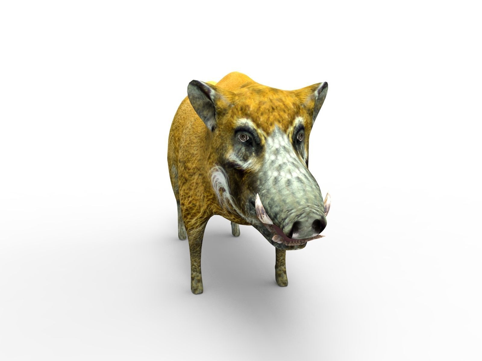 Wild Boar 3d Model Low-poly 3D model_1
