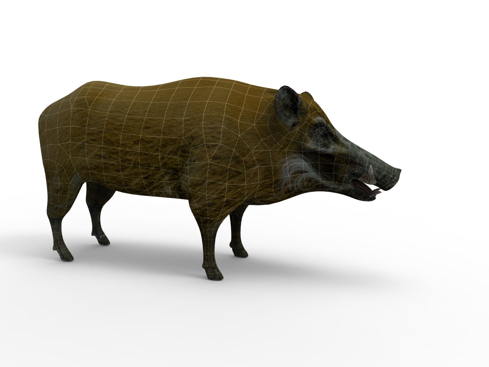Wild Boar 3d Model Low-poly 3D model_11