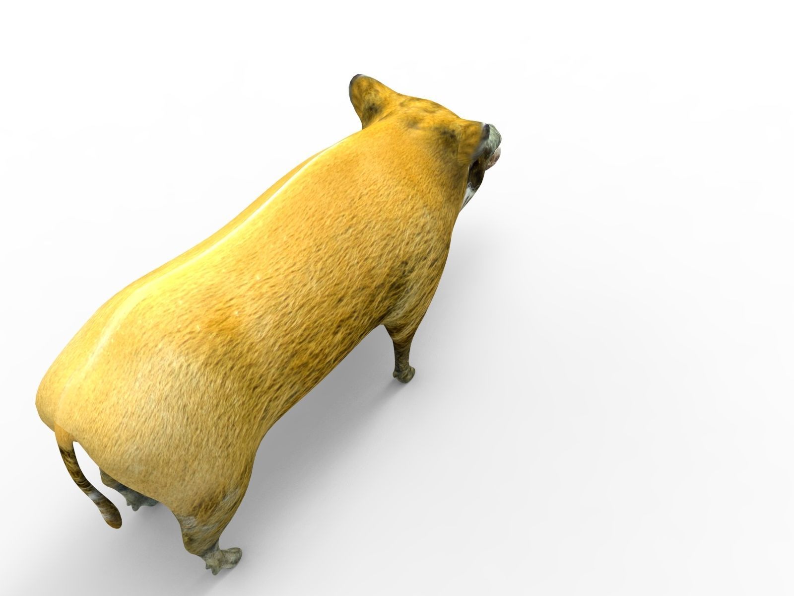 Wild Boar 3d Model Low-poly 3D model_8