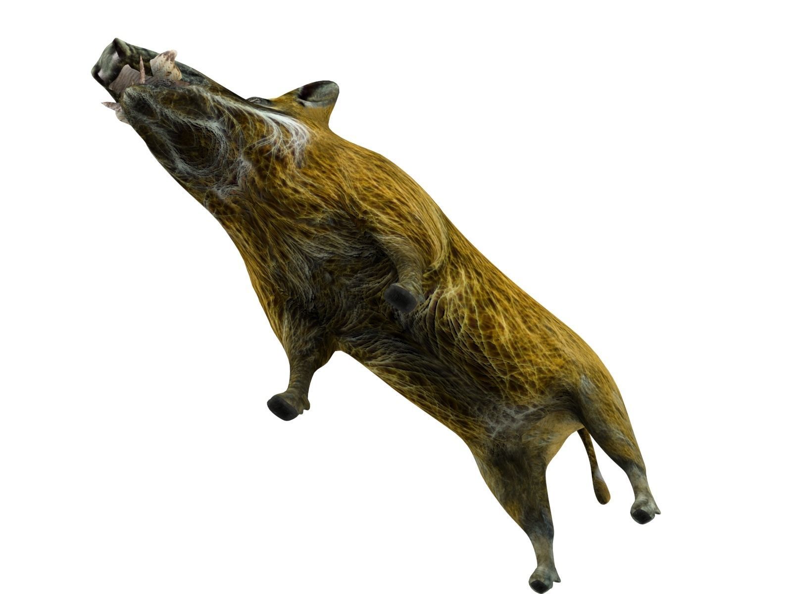 Wild Boar 3d Model Low-poly 3D model_5