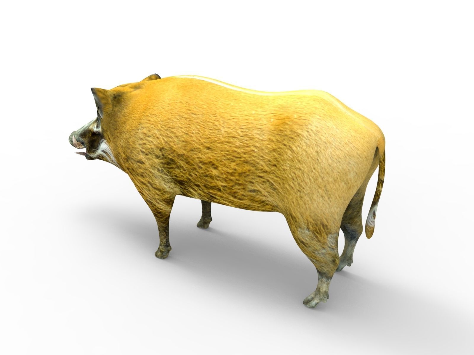 Wild Boar 3d Model Low-poly 3D model_6