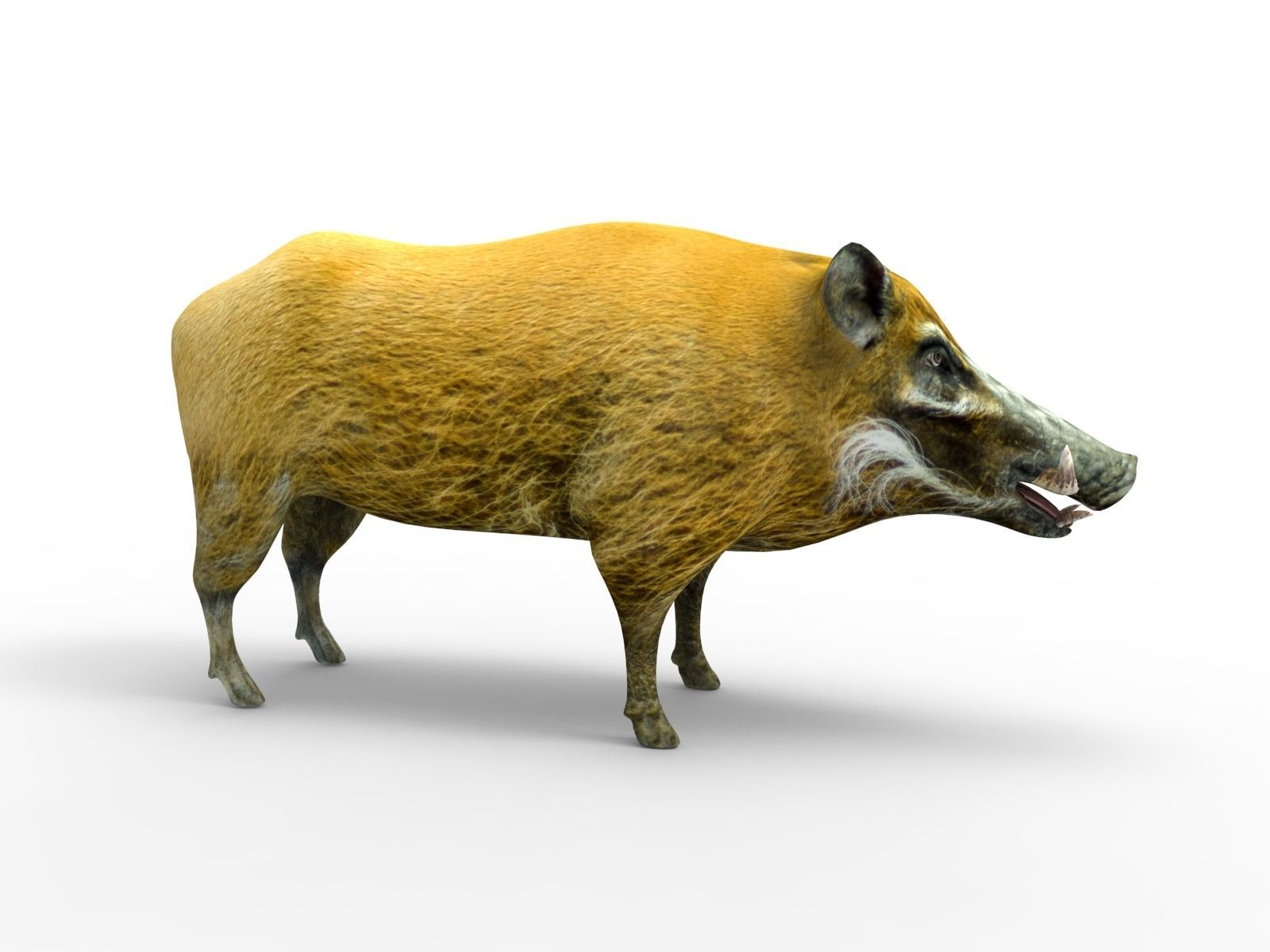 Wild Boar 3d Model Low-poly 3D model_4
