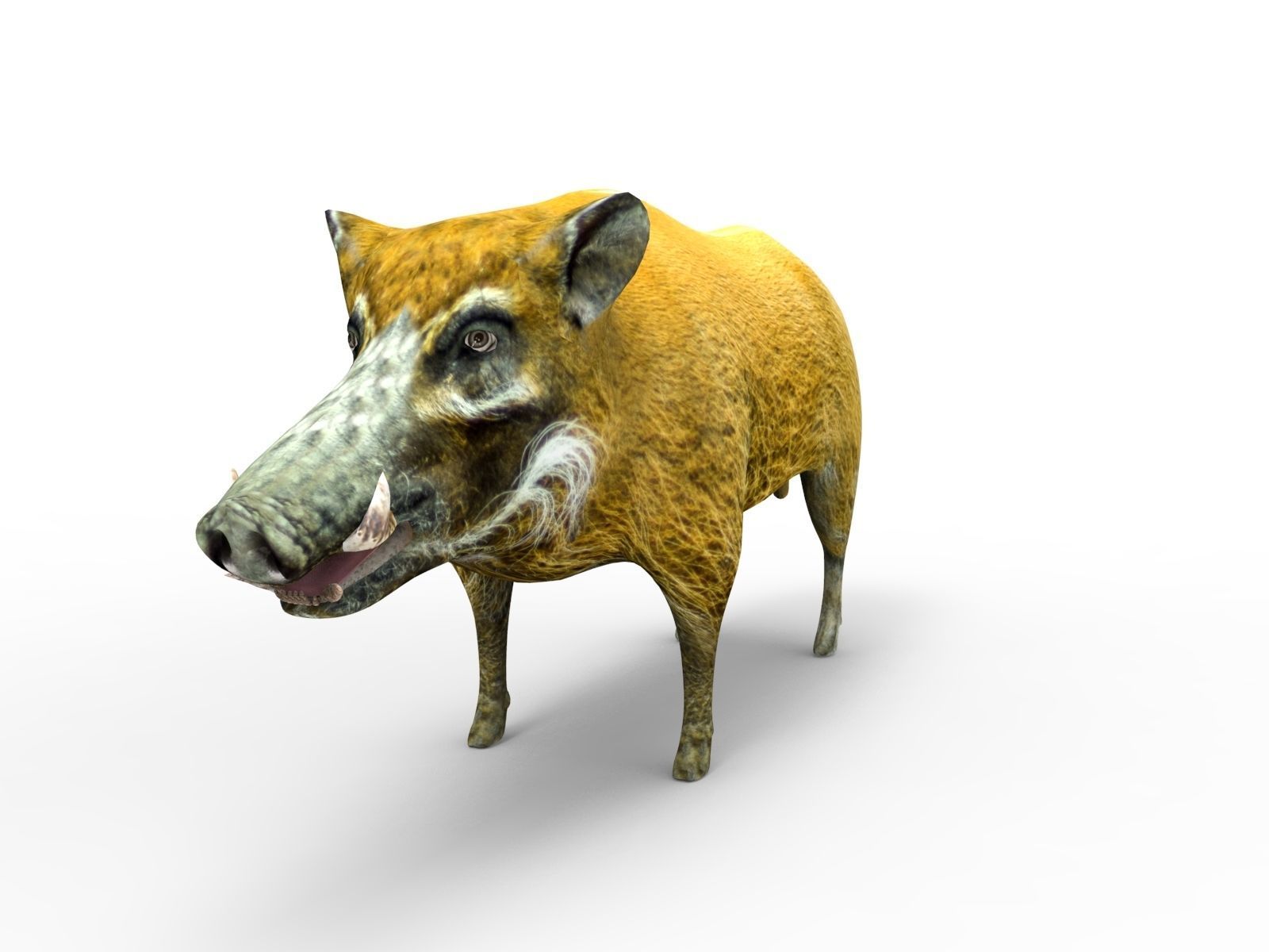 Wild Boar 3d Model Low-poly 3D model_3