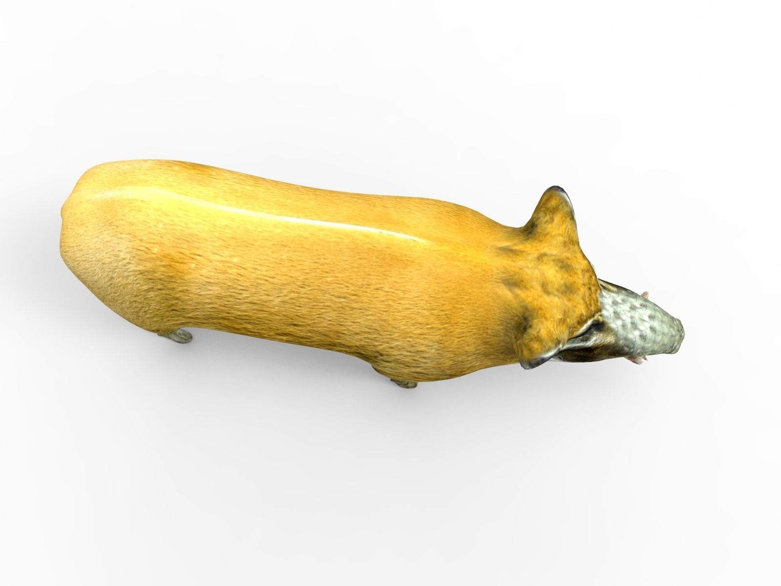 Wild Boar 3d Model Low-poly 3D model_2