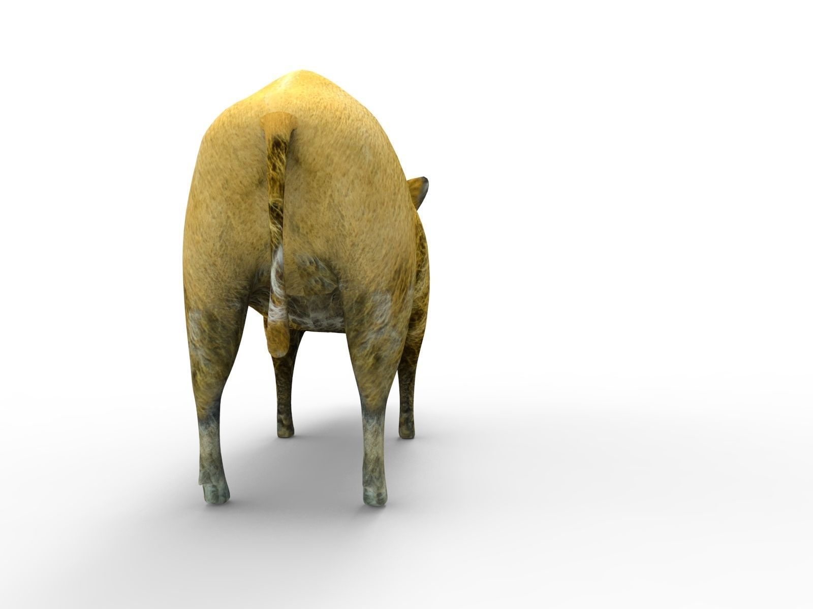 Wild Boar 3d Model Low-poly 3D model_7