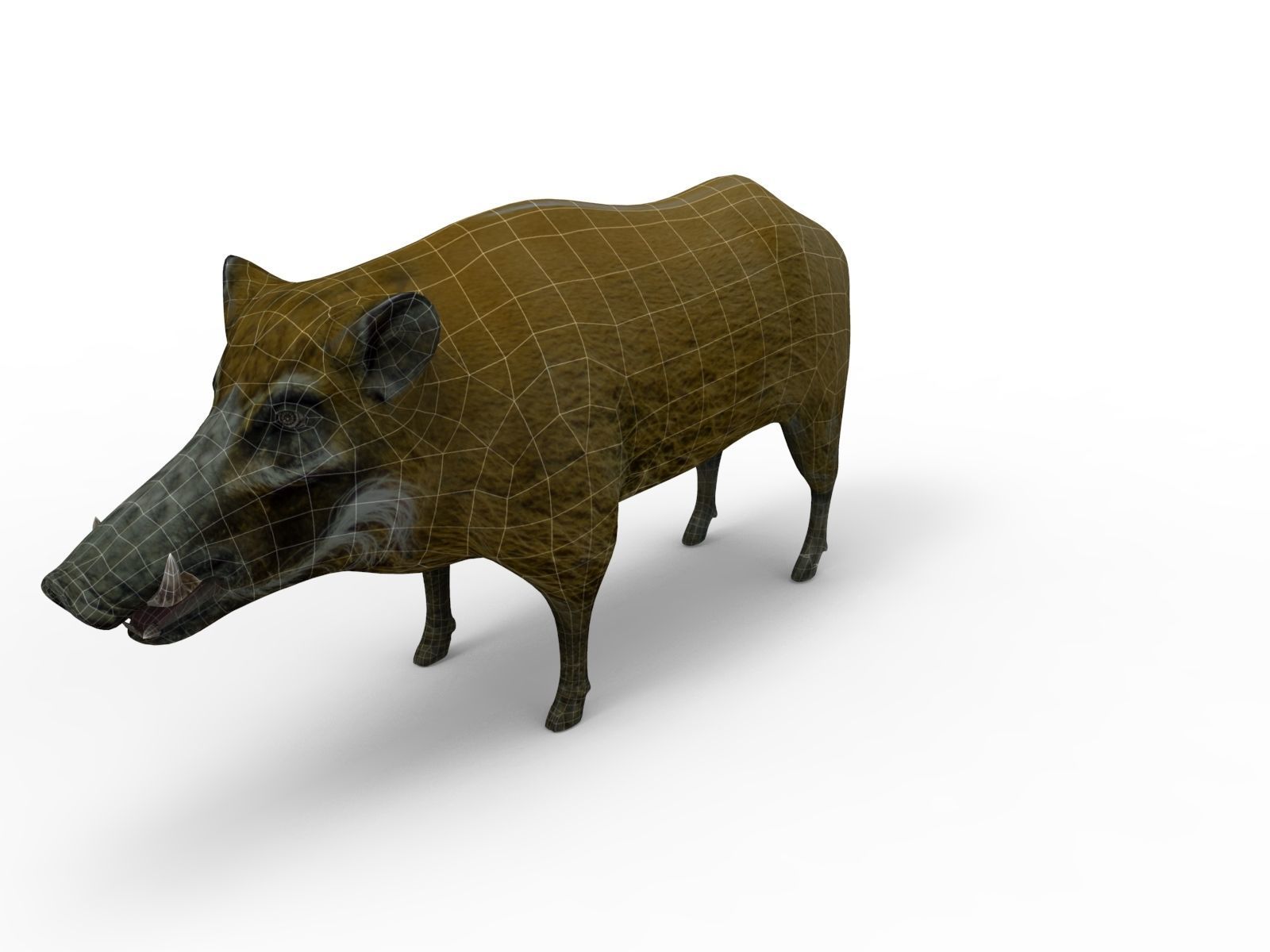 Wild Boar 3d Model Low-poly 3D model_9
