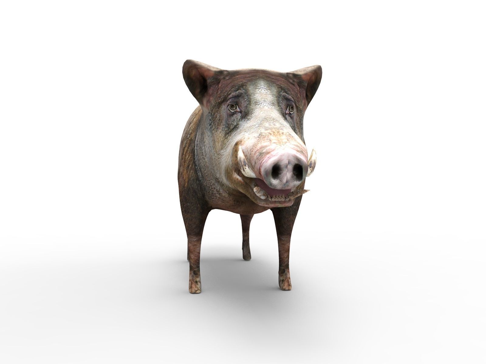 3D Wild Boar 3D Model Low-poly 3D model_5