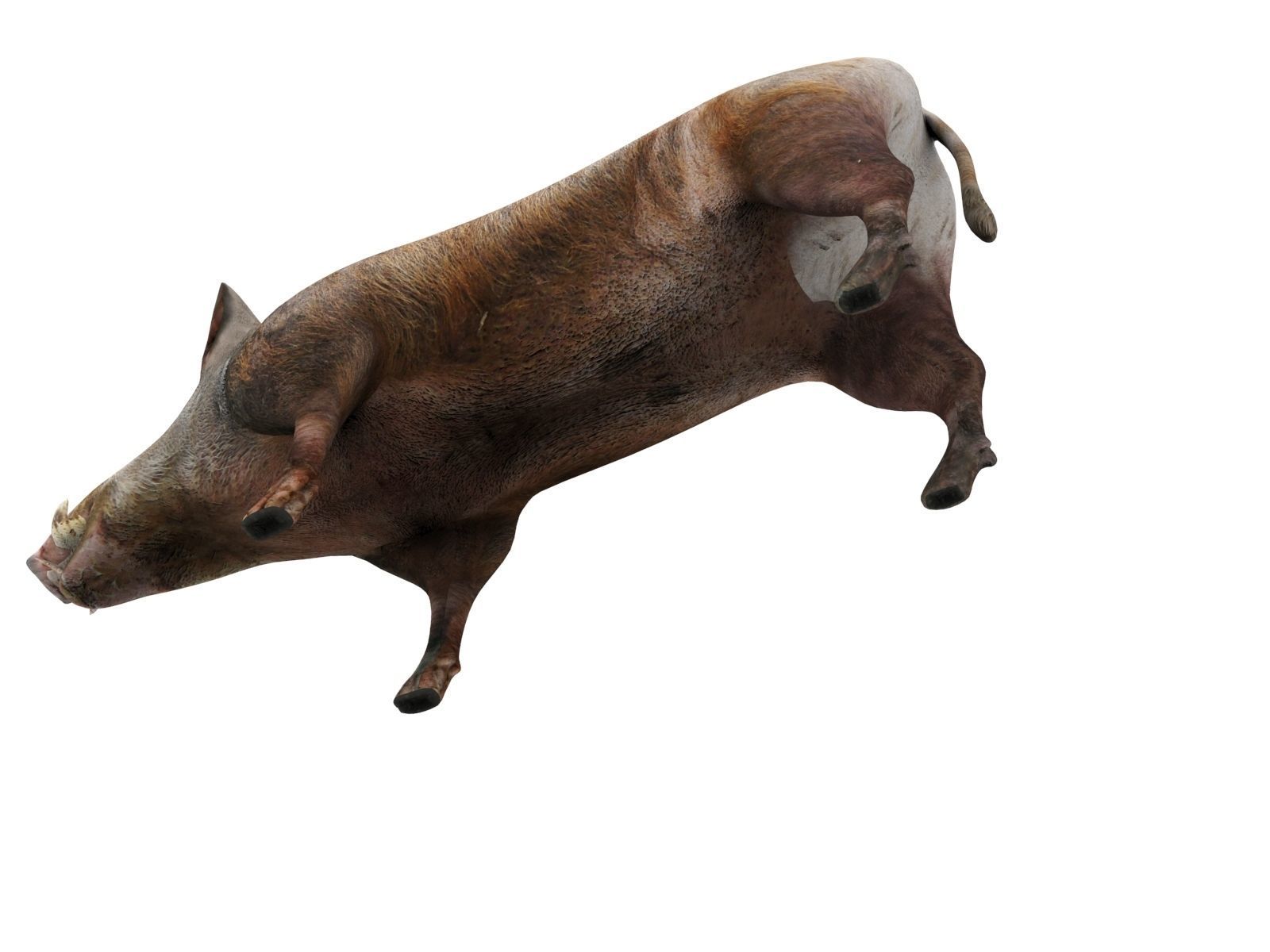 3D Wild Boar 3D Model Low-poly 3D model_8