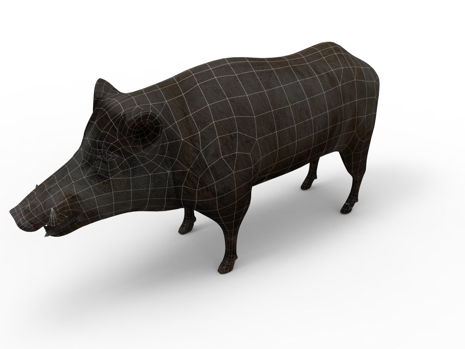 3D Wild Boar 3D Model Low-poly 3D model_9