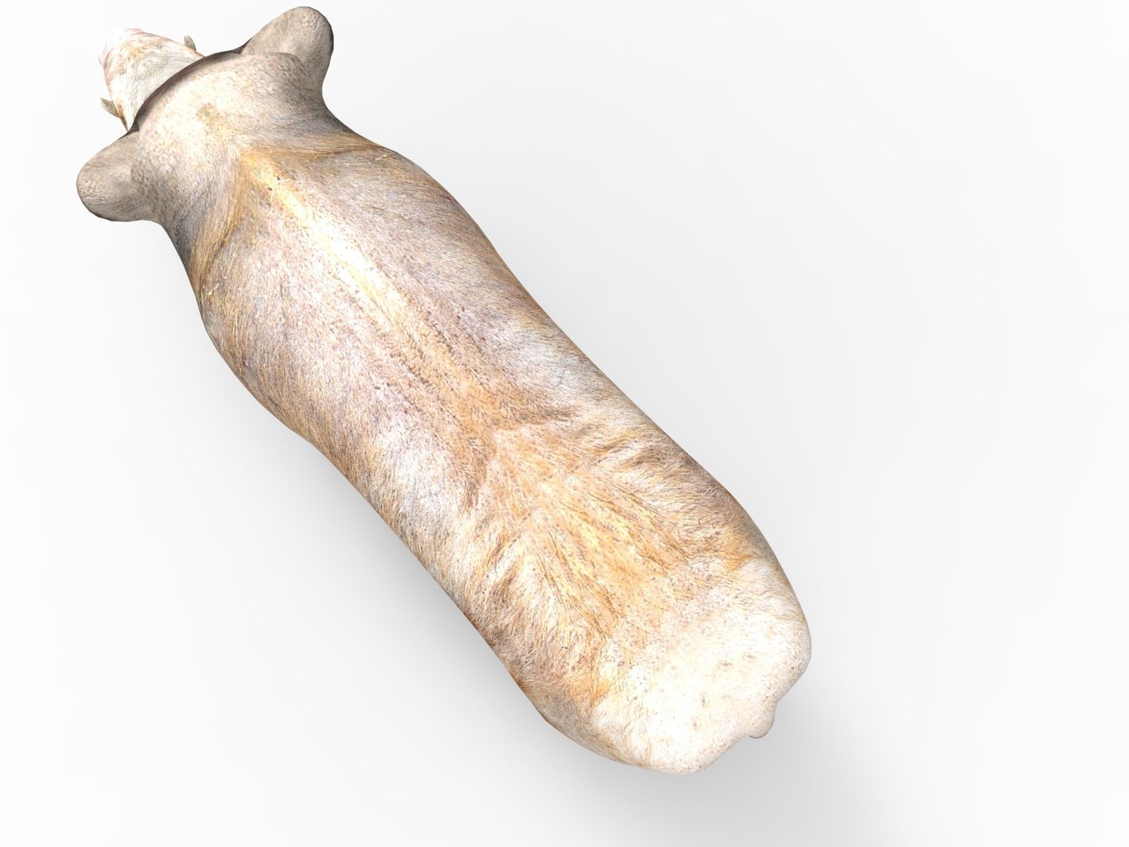 3D Wild Boar 3D Model Low-poly 3D model_7