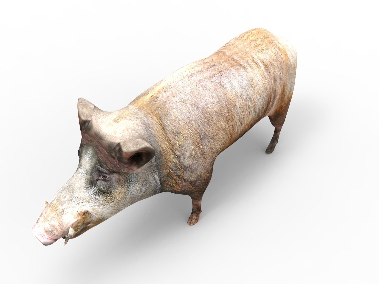 3D Wild Boar 3D Model Low-poly 3D model_1