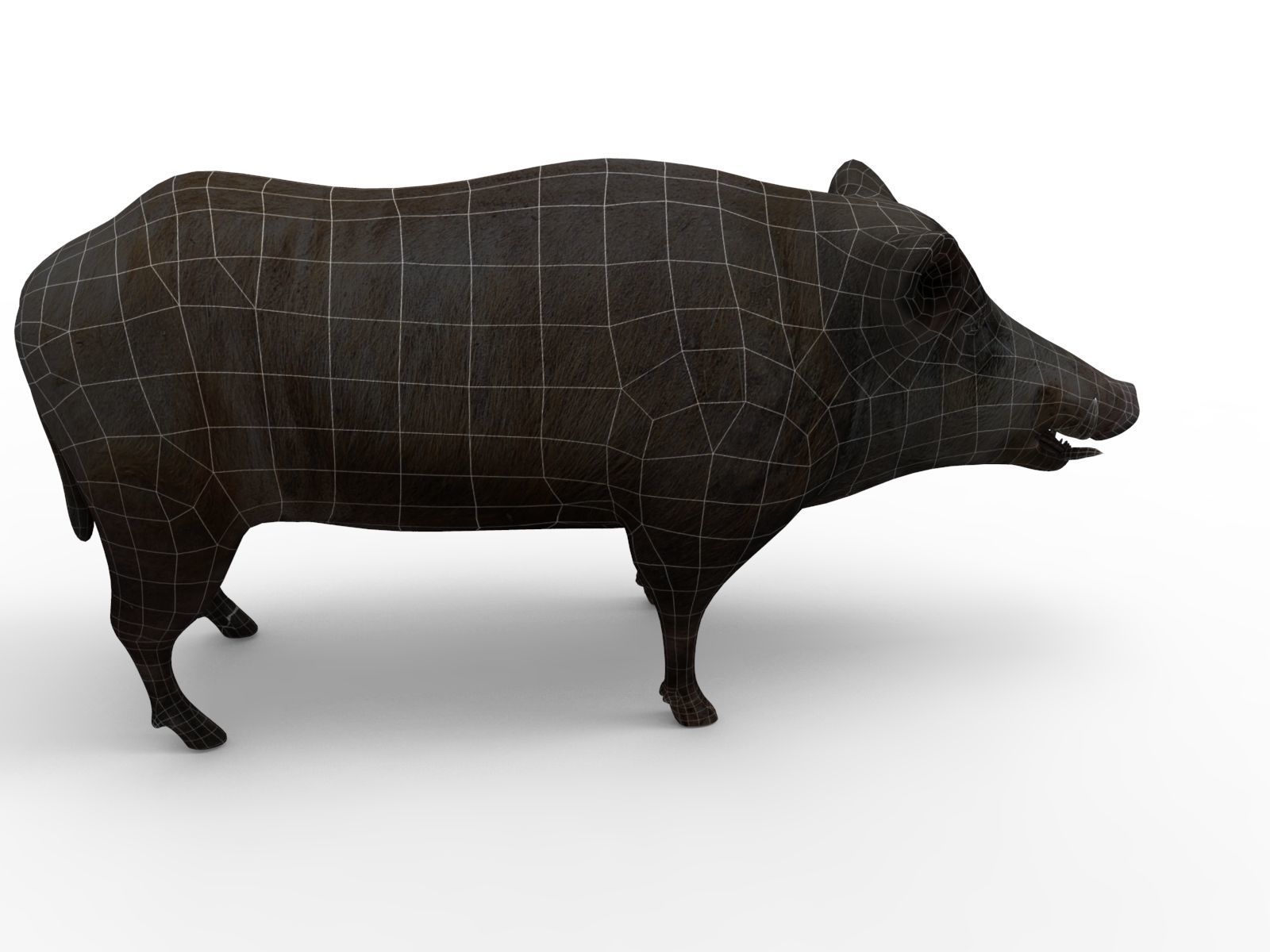 3D Wild Boar 3D Model Low-poly 3D model_12
