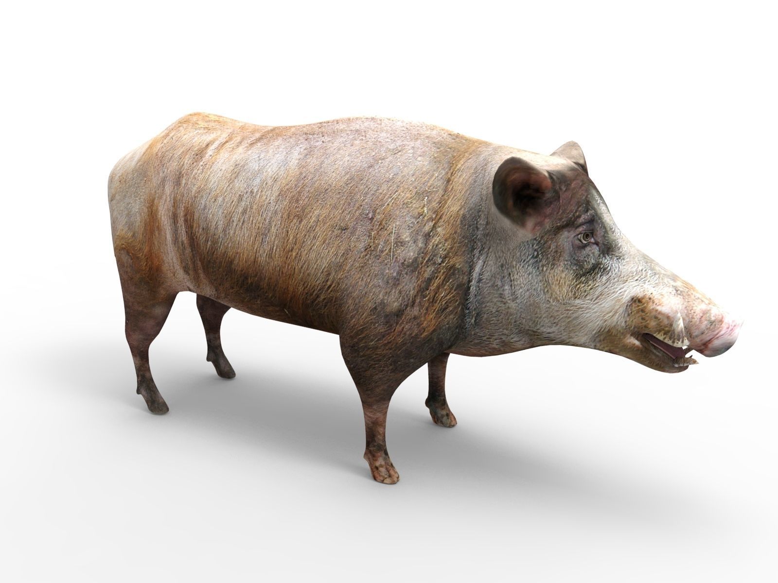 3D Wild Boar 3D Model Low-poly 3D model_6